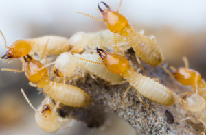 termite prevention
